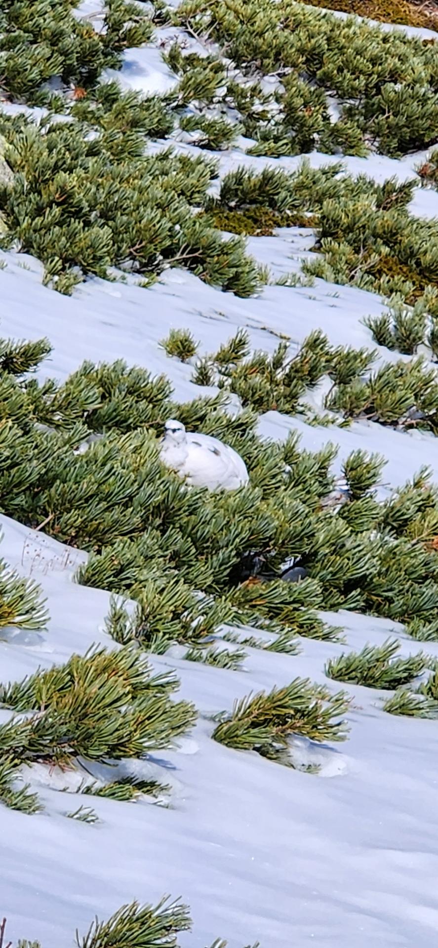 コクマガダ山登山